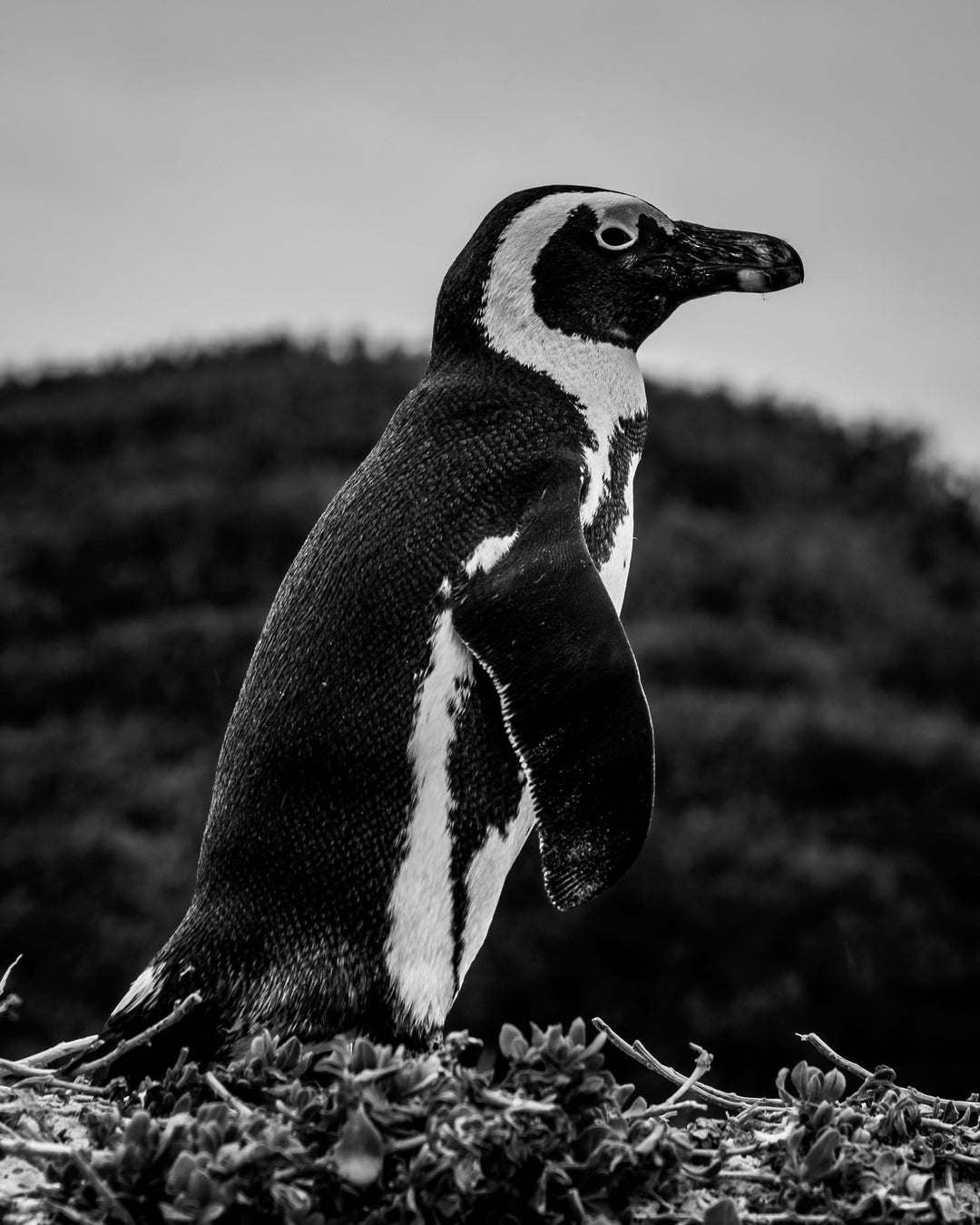 Power Monkey Alumni Retreat 2027 | Cape Town, South Africa